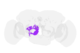 Rotating 3D morphology of a local interneuron from the fruit-fly connectome