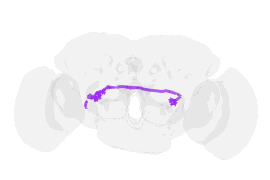 Rotating 3D morphology of an olfactory sensory neuron from the fruit-fly connectome