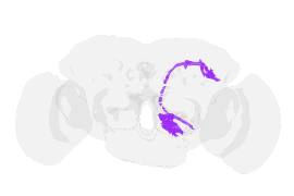 Rotating 3D morphology of a projection neuron from the fruit-fly connectome