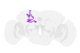 Rotating 3D morphology of a Kenyon cell from the fruit-fly connectome