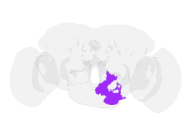 Rotating 3D morphology of a mushroom-body output neuron from the fruit-fly connectome