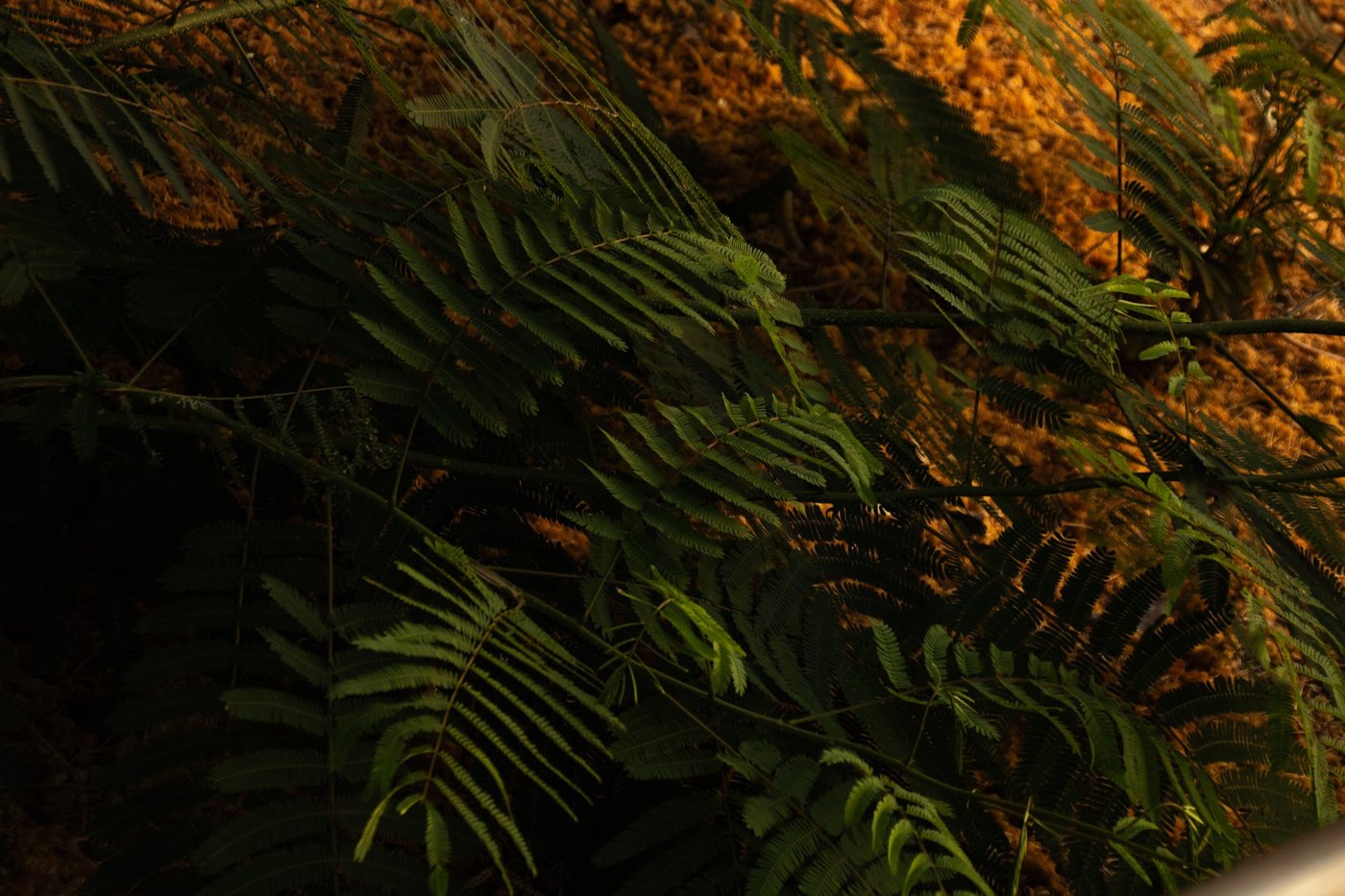 Green ferns lit from behind against dark foliage